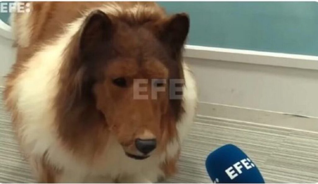 WTF The Japanese Man Who Spent A Fortune To Become A Dog Has Done His First Interview In Costume