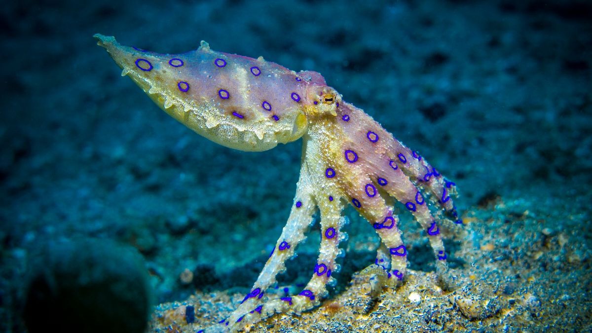 A Blue-Ringed Octopus, One Of The Most Toxic Animals On Earth, Bites A Teenager In Australia