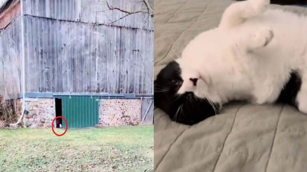 Despite The Real Estate Agent's Promise, The New Owners Of This Farm Disagree On What To Do With 15 Stray Cats Living There (Video)