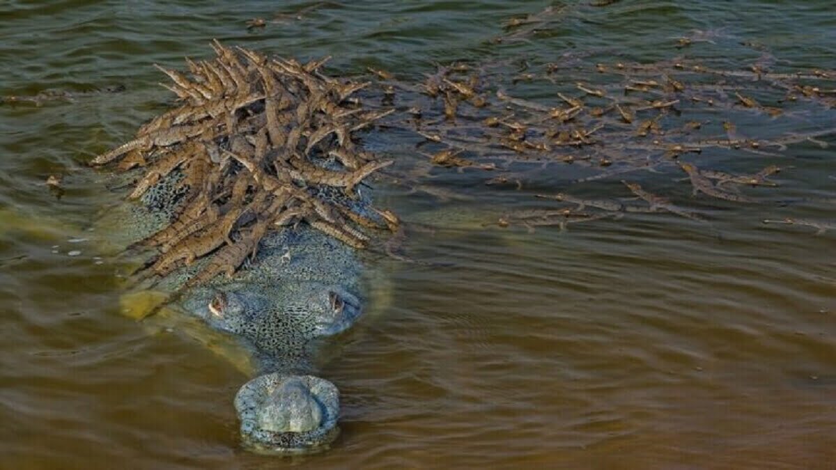 Baby Crocodiles_1