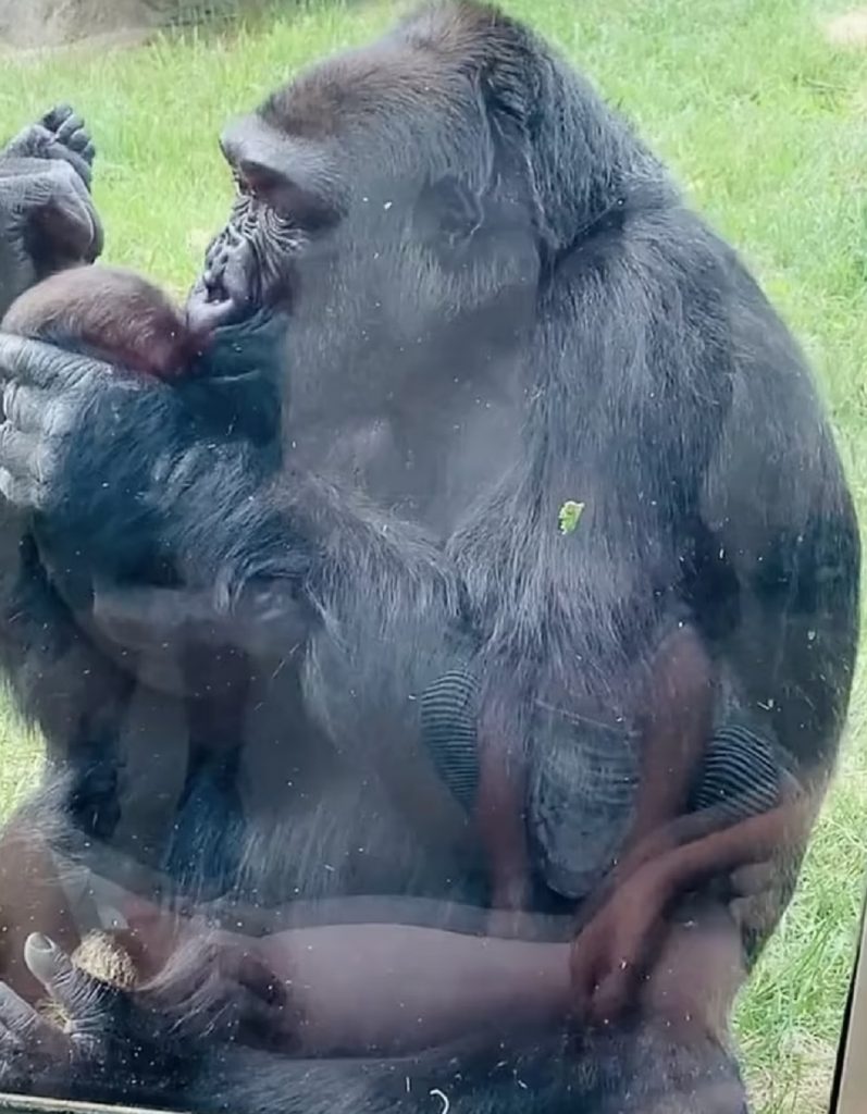 Female Gorilla