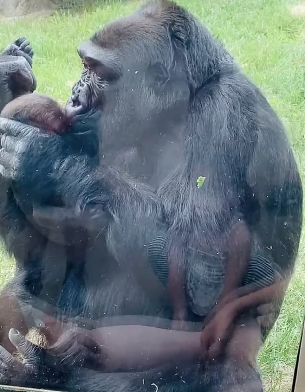 Female Gorilla