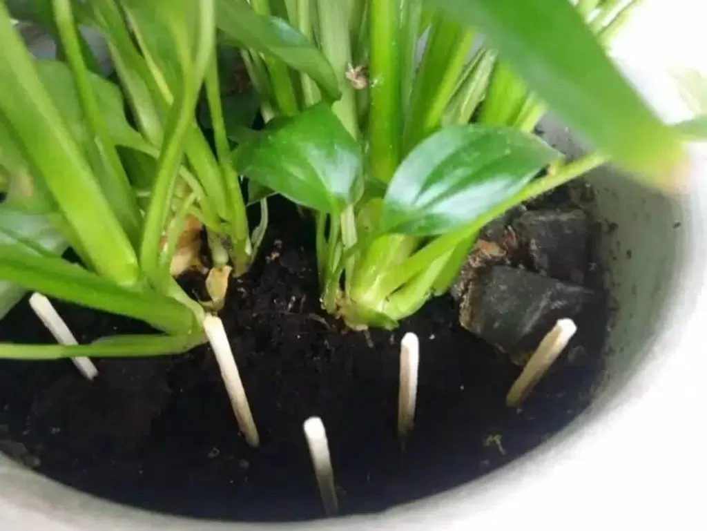 Plant Matches in Pots