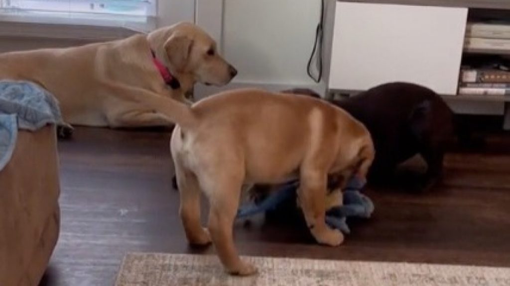 Puppies’ Antics