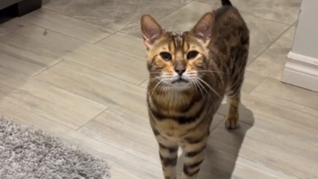 Surreal Conversation_1