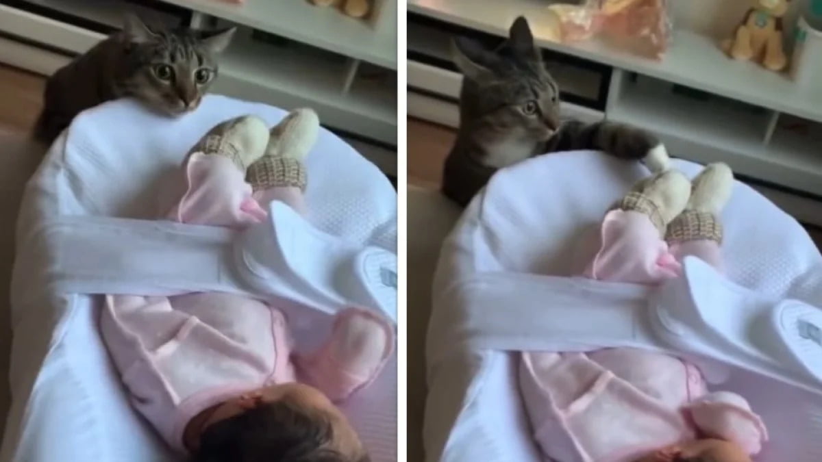 This Cat Sees a Baby _1