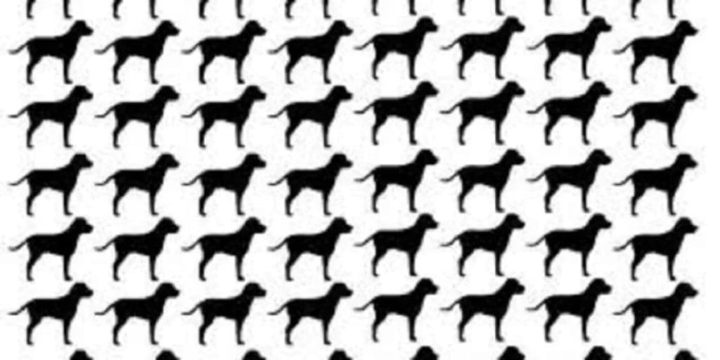 IQ test tailless dog