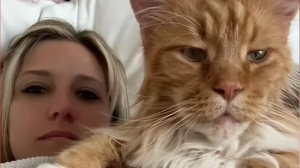 Meet Finn is the Giant Cat Who Grew to the Size of a 9-Year-Old Child